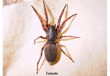 White-tailed spider