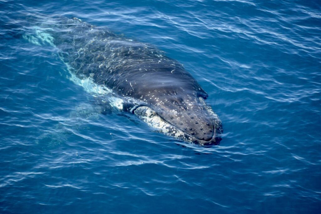 Humbpack wieloryb długopłetwiec oceaniczny